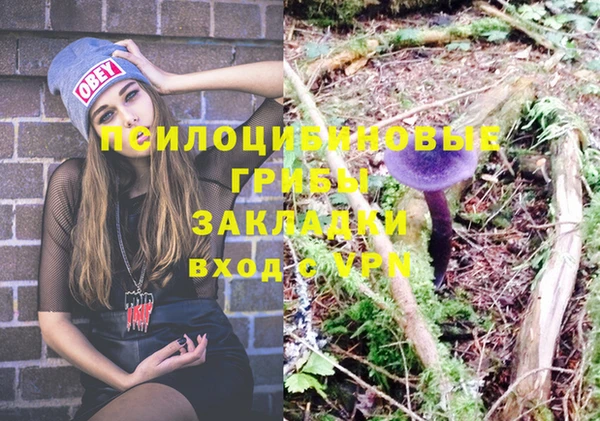 сатива Новокубанск